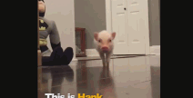 01:15 美国新奥尔良的精致小猪猪hank,蠢萌上线了 2858次播放0条弹幕